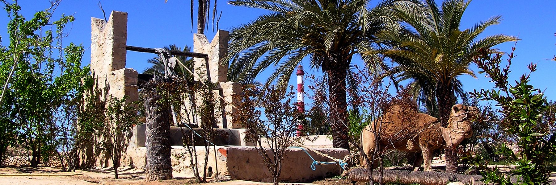 dromadaire-puit-djerba